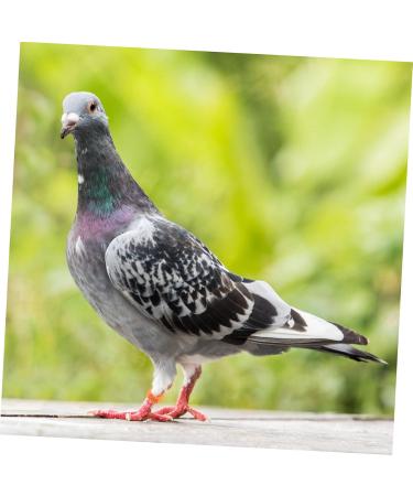 Beavorty 200 Pcs Pigeon Anklet Plastic Ducks Parrot Pigeon Identification Ring Baby The Bird Meat Pigeon 1.3X1.3CMx2pcs Orangex2pcs - Buy Online on GoSupps.com