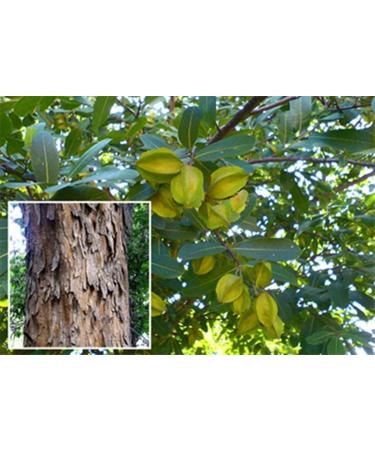 neotea Arjuna Powder | 100% Pure Arjuna Bark (Arjun Ki Chaal) | Finely Ground Herbal Powder for Tea, Health Wellness | Natural Ayurvedic Supplement | No Additives or Preservatives (300 GM(10.58 OZ)) 3.52 Ounce (Pack of 1) - Buy Online on GoSupps.com