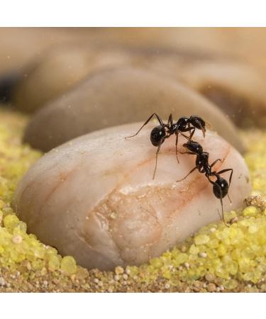 AntHouse - Natural Sand Anthill | Basic Kit (Sandwich + Drilling Box) | Ants Included - Buy Online on GoSupps.com
