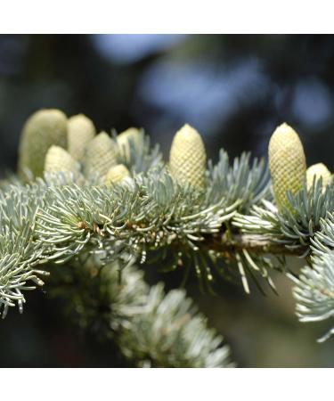 PRIMAVERA Shower Scrub 200ml - Body Scrub Natural Cosmetics - Cedar Cypress Scent - Cleanses with Sweet Sugar Surfactants Smooths Skin - Vegan - Buy Online on GoSupps.com