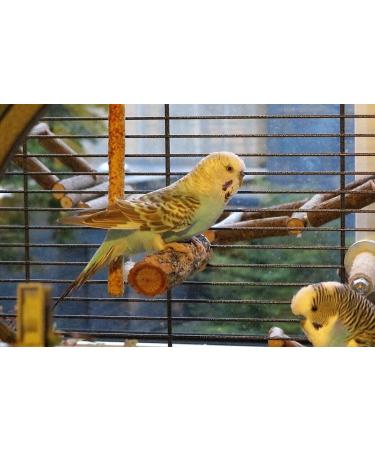 Cork Seat Rod for Nymphensittich 10cm Bird Seat with Bent Bar for Comfort & Claw Care | Ideal for Parrots & Birds - Buy Online on GoSupps.com