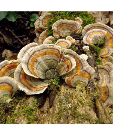 Liquid Fungi Florida Grey Oyster Mushroom Culture Syringe - Spore Free Live Mycelium - Buy Online on GoSupps.com