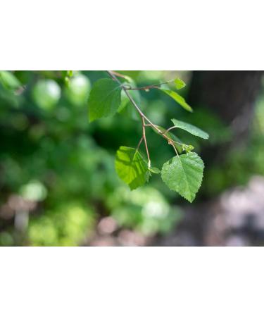 Nystad Sauna Aroma Set - Vegan Herbal Mixture for Sauna Infusion | Eco-Friendly Chemical-Free Fragrance - Buy Online on GoSupps.com