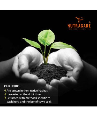 Buy Passiflora Q Homeopathic Mother Tincture - Passionflower (2.0 Fl Oz) | International Shipping from USA - Buy Online on GoSupps.com