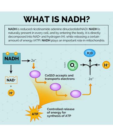 Buy NADH 50MG with Coenzyme Q10 - High-Dose Energy & Antioxidant Support 60 Capsules - International Shipping Available - Buy Online on GoSupps.com