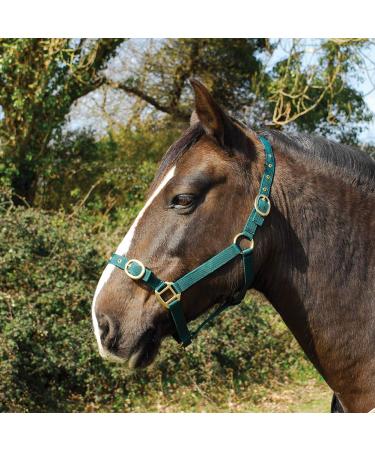 Rhinegold Nylon Headcollar - Full - Green