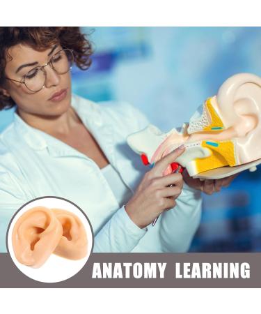 Safigle Silicone Human Ear Model for Piercing Practice | Realistic Fake Ear for Acupuncture & Jewelry Display | Teaching Materials & Instructions - Buy Online on GoSupps.com