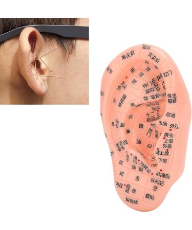 Ear Acupoint Model for Acupuncture Teaching and Learning - Buy Online on GoSupps.com