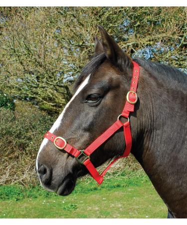 Rhinegold nylon halter coldblood / warmblood extra large red - Buy Online on GoSupps.com