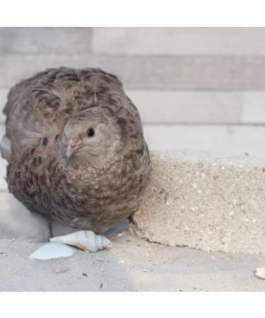 WachtelGold Gritstein 1kg - Premium Mineral Feed for Quails Chickens Ducks Pigeons & Poultry - International Shipping Available - Buy Online on GoSupps.com