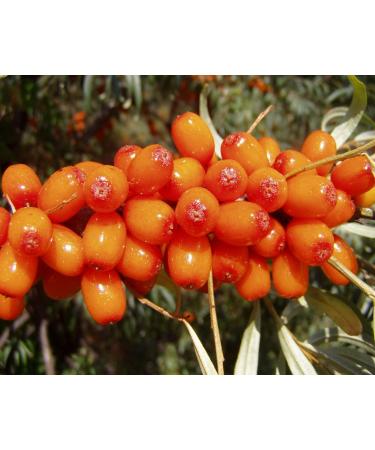 100% Natural Cold Pressed Cedar Nut Oil with Sea Buckthorn - High-Quality Pine Core Oil | 100ml - Buy Online on GoSupps.com