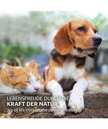 AniForte MultiVETAL Multivitamin Powder for Dogs Cats 100g - Vitamins minerals and natural nutrients for an optimal intake support of natural defenses - Buy Online on GoSupps.com