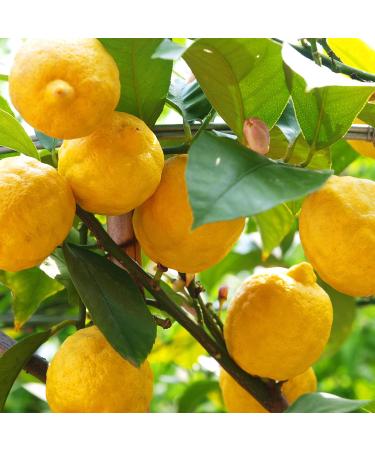 Sirop de Citron Yuzu Mathieu Teisseire pour boissons cocktails avec ou sans alcool th s boissons gazeuses vins bi res bouteille de 70cl - Buy Online on GoSupps.com