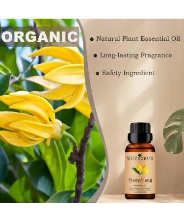 Ylang-Ylang Essential Oil 10ML | 100% Pure Organic Essential Oil for Aromatherapy - 0.33 Fl Oz - Buy Online on GoSupps.com