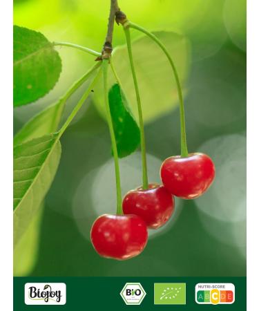 Biojoy Biojoy Organic Dried Sour Cherries (250g) Whole Pitted and Sulfur-Free - Buy Online on GoSupps.com