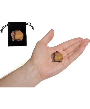 Septarian Raw Crystals Large 1.25-2.0 | Healing & Natural Rough Stones for Tumbling, Cabbing, Decoration | Wicca, Reiki & Polishing - Buy Online on GoSupps.com