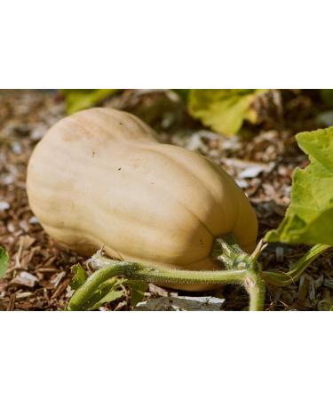 SAFLAX - ORGANIC - Squash - Butternut - 6 seeds - Cucurbita moschata - Buy Online on GoSupps.com