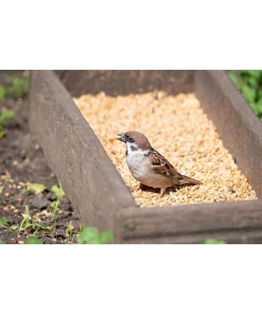 Non-GMO Oatmeal - Bird Food - Rodent Food - Horse Food (10 kg) - Buy Online on GoSupps.com