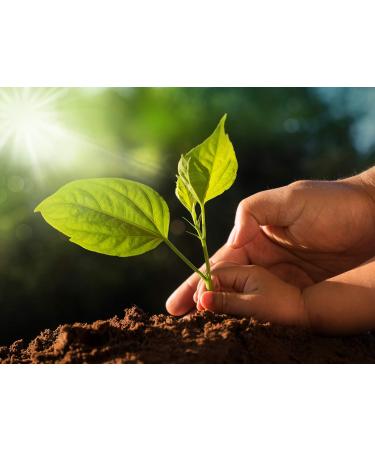  TASTY POTT Tasty Pott Direct pomegranate juice from 100% mother juice I vegan fruit juice I natural disorder I pomegranate juice I juice I pomegranate I pomegranate vitamin C I glass bottle 1000ml - Buy Online on GoSupps.com