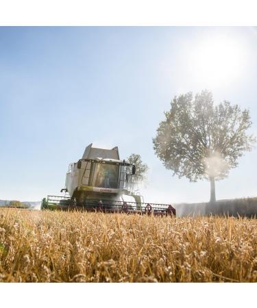 Jovial Whole Grain Brown Rice Lasagna Pasta - Organic Gluten & Dairy Free 13 Oz - Made in Italy (2 Pack) - Buy Online on GoSupps.com