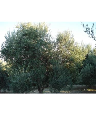 Chrisanthi Extra Virgin Olive Oil from Crete - Premium Quality Cold Extracted 5L Canister - Best International Shipping - Buy Online on GoSupps.com