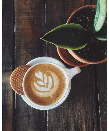 Stroop Club Authentic Vegan Stroopwafel with Dutch Caramel Center Filling - Breakfast Waffle - Coffee Snacks - 8 Sweet Stroop Waffles per Bag - Pack of 3 (24 Wafels Total) 9.3 Ounce (Pack of 3) - Buy Online on GoSupps.com