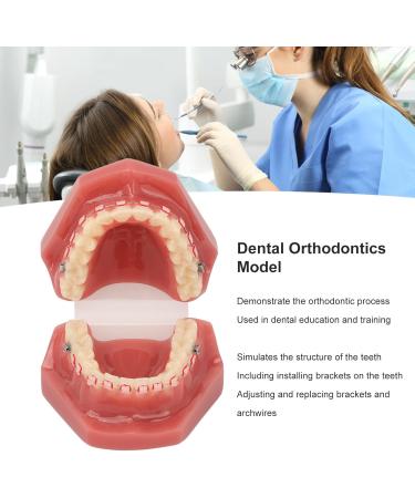 Orthodontic Tooth Model for Teaching - Metal Wires & Holder | Best Simulation for Learning - Buy Online on GoSupps.com