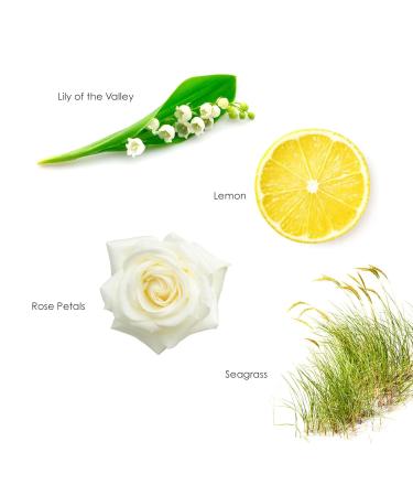 Gilchrist & Soames English Spa Oatmeal Hand & Body Bar Soap - 6oz | Citrus & Herbal Triple-Milled Paraben-Free - International Shipping - Buy Online on GoSupps.com