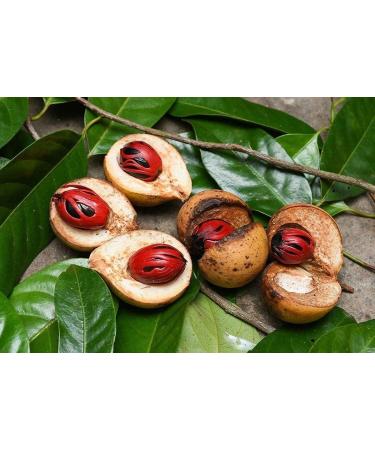 AOZA neotea Nutmeg Powder with Jaiphal and Jathikai 200 g - Buy Online on GoSupps.com