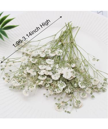 100PCS Dried Pressed Baby's Breath Flowers Bulk - YouthBro Real Nature Ivory White Gypsophila Branches Bouquet for Resin Invitations Wedding Art Craft DIY Card Making - Buy Online on GoSupps.com