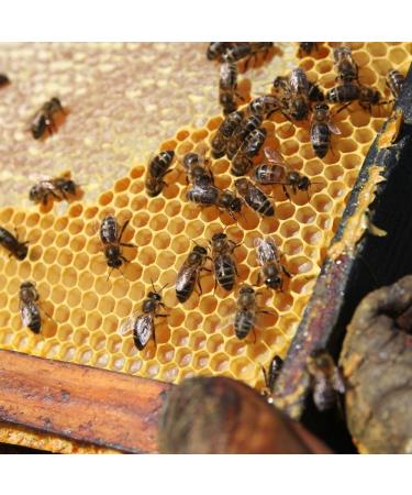 L'Abella Mel - 100% Natural Almond Blossom Honey | Pure Bee Honey - Hand Harvested on the Costa Blanca Spain - Gluten Free - 2000G - Buy Online on GoSupps.com