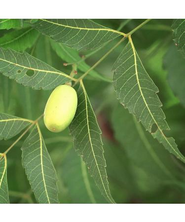 Naissance Virgin Neem Vegetable Oil (No. 235) - 100 ml - Vegan - for Hair Nails Eyebrows Scalp Skin Body and Garden Plants - Buy Online on GoSupps.com