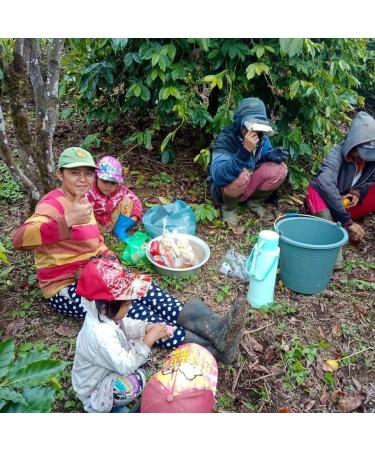 Kopi Luwak Coffee 100% Arabica 50g (Free-Range Cat Coffee) (50g Bean) | Pure Variety | Rare Coffee | Direct Trade - Buy Online on GoSupps.com