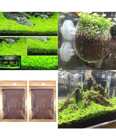 C-LARSS Aquarium Fish Tank Plant Seeds - Green Leaves Carpet Water Grass Decor for Aquatics - Buy Online on GoSupps.com