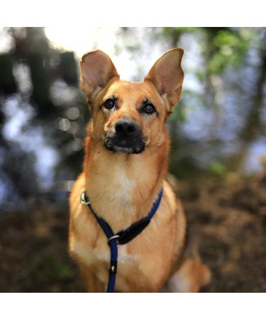 Lionto Dog Collar - Blue Retriever Training Collar 45 cm Length 1 cm Thickness - Premium Quality & Comfort - Buy Online on GoSupps.com