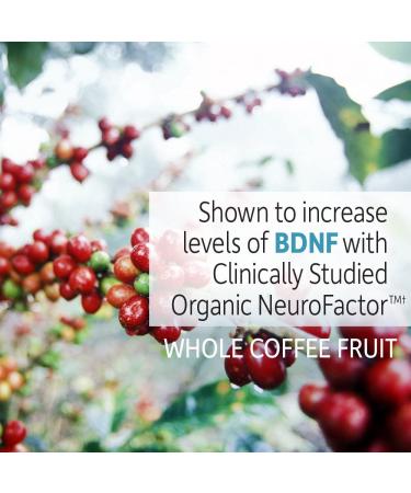 Garden of Life Dr. Formulated Brain Health - Memory & Focus for Adults 40+, 60 Veggie Tablets - Buy Online on GoSupps.com