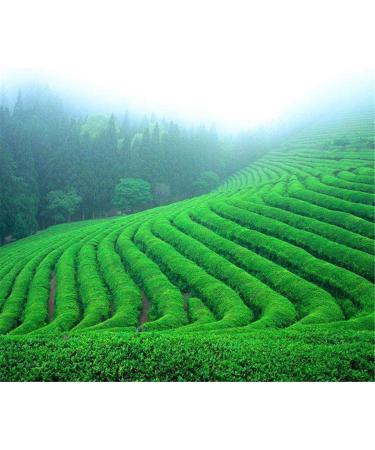 150g d'arri re-go t sans fin th vert Longjing parfum th Longjing chinois th chinois naturel - Buy Online on GoSupps.com