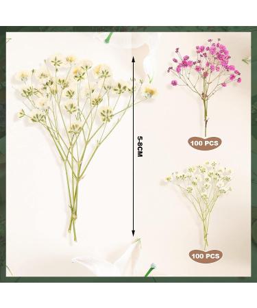 Dried Baby's Breath Flowers - 200 Pcs Natural Gypsophila Branches for Wedding DIY Crafts and Home Decor - 2 Colors - Buy Online on GoSupps.com