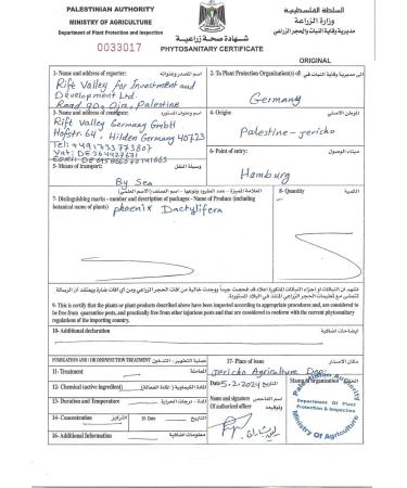 Buy NABALI FAUMAST Medjool Dates - 100% Fresh & Sweet - 3x1kg from Palestine - Premium Quality - Buy Online on GoSupps.com