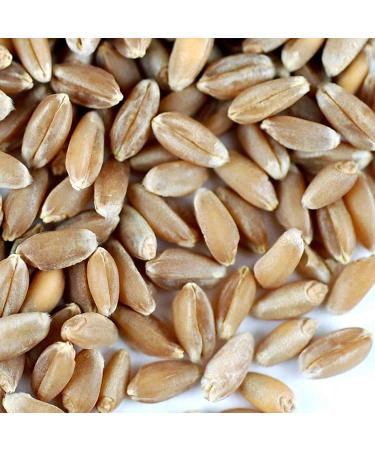 Handy Pantry Organic Wheatgrass Seeds - Premium Hard Red Wheat for Wheatgrass, Cat Grass, Food Storage & More (1/2 lb) - Buy Online on GoSupps.com