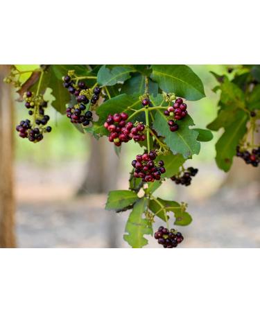 Allspice Berries 2 oz - Non-GMO Verified Jamaican Pepper - Vegan & Kosher - High Fiber & Calcium - for Spicing, Seasoning, Pickling - Grinder Refill - 1 Pack - Buy Online on GoSupps.com