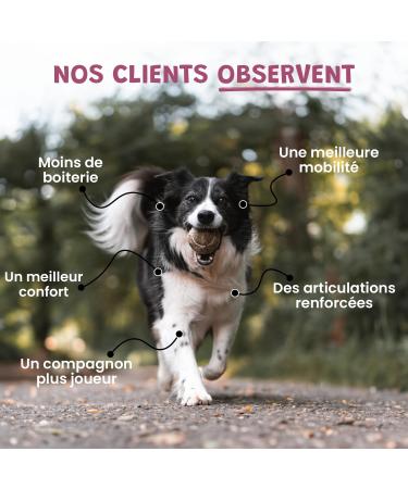 Powdered Green Mussel for Dogs and Cats - Source of Vitamin B - 100% Natural Food Supplement - 100g - Buy Online on GoSupps.com