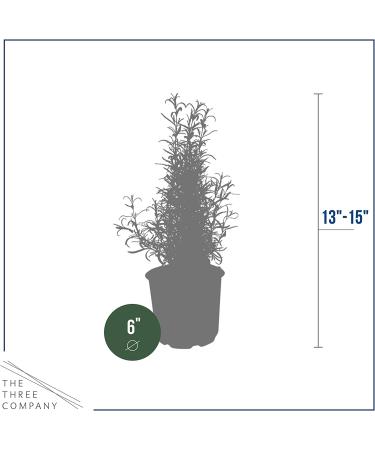 Live Aromatic Rosemary in Decorative Pot - Set of 6 | Healthy and Vibrant Display - Buy Online on GoSupps.com