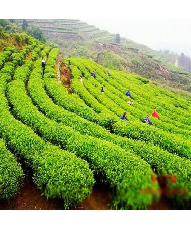 250 g de th vert Xinyang Maojian Th Mao Jian chinois aromatique - Buy Online on GoSupps.com