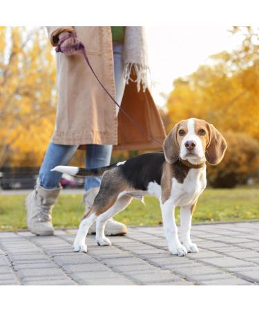 Loutep Reflective Dog Training Lines - Extra Long Leash 3m to 30m | Strong Nylon Rope with Padded Handle for Large Medium & Small Dogs - Violet - Buy Online on GoSupps.com