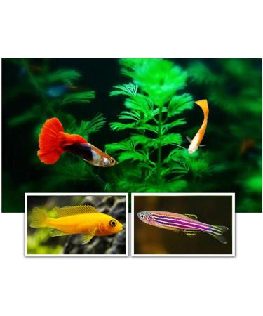 Artemia Brine Shrimp Eggs - Baby Fish Food - Peeled Brine - Shrimp Eggs - Fish - Buy Online on GoSupps.com