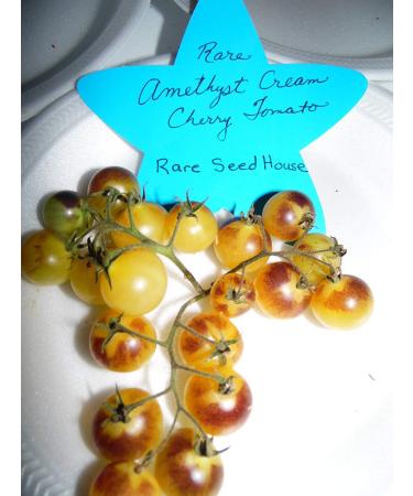 Pacchetto semi: 20 Sementi di Ametista Cherry pomodoro! Carichi di Sweet Tomatoes!