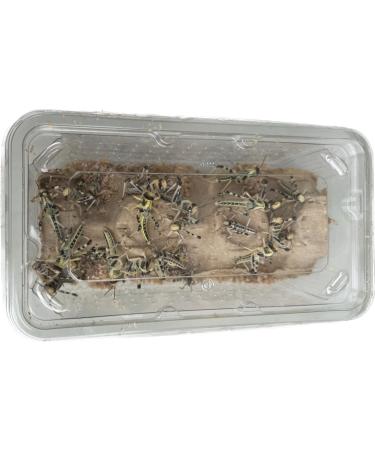 Livefood UK Live Locusts Medium size 15mm to 30mm tub of 25 Live locusts (Reptile Livefood) 1 count (Pack of 25)
