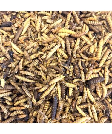 Dried Calciworms 2kg Premium Wild Bird & Hedgehog Food Insect 2 kg (Pack of 1) - Buy Online on GoSupps.com