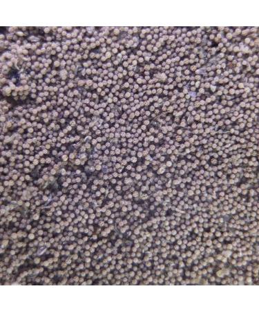 GreenWaterFarm Fairy Shrimp Sirindhornae Eggs Live Fish Food for Hatching and Culture Suitable for Feed Betta Fish - Buy Online on GoSupps.com